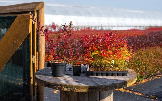 Продается агрокомплекс с микроклональной лабораторией